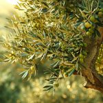 Découvrez les avantages de l&rsquo;assurance Olivier pour une protection optimale